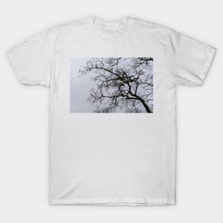 Tree branches silhouette against grey dismal sky T-Shirt